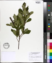 Clethra alnifolia image