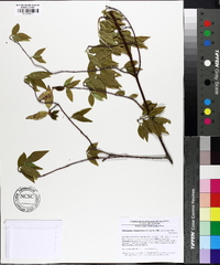 Gelsemium sempervirens image