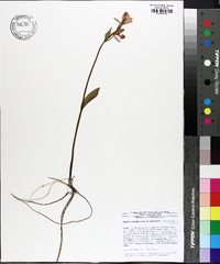 Pogonia ophioglossoides image