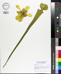 Sarracenia flava image