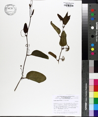 Smilax walteri image