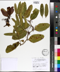 Smilax laurifolia image