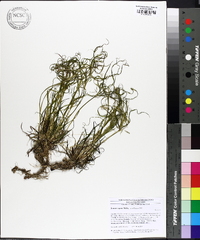 Juncus repens image