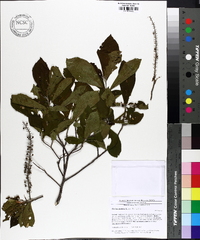 Clethra alnifolia image