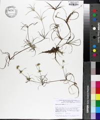 Juncus repens image