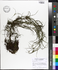 Juncus repens image