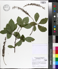 Clethra alnifolia image