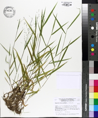 Kellochloa verrucosa image