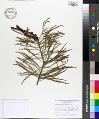 Taxodium ascendens image