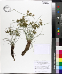 Cyperus polystachyos image