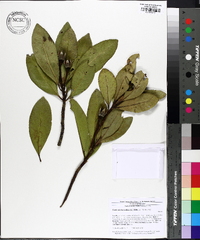 Gordonia lasianthus image