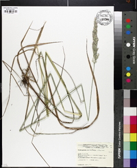 Calamagrostis coarctata image