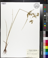 Cyperus iria image