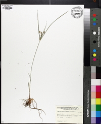 Cyperus retrorsus image