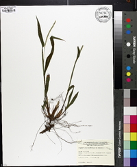 Paspalum setaceum var. setaceum image