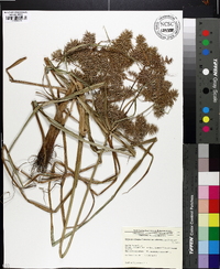 Cyperus odoratus var. odoratus image