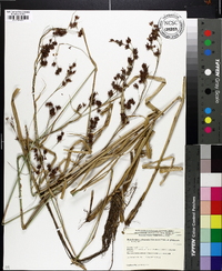 Rhynchospora glomerata var. glomerata image