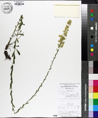 Solidago stricta image