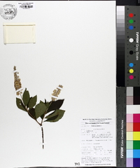 Clethra alnifolia image