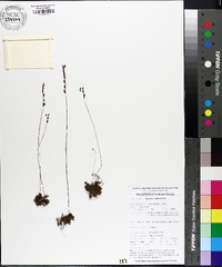 Drosera capillaris image