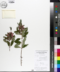 Kalmia angustifolia var. carolina image