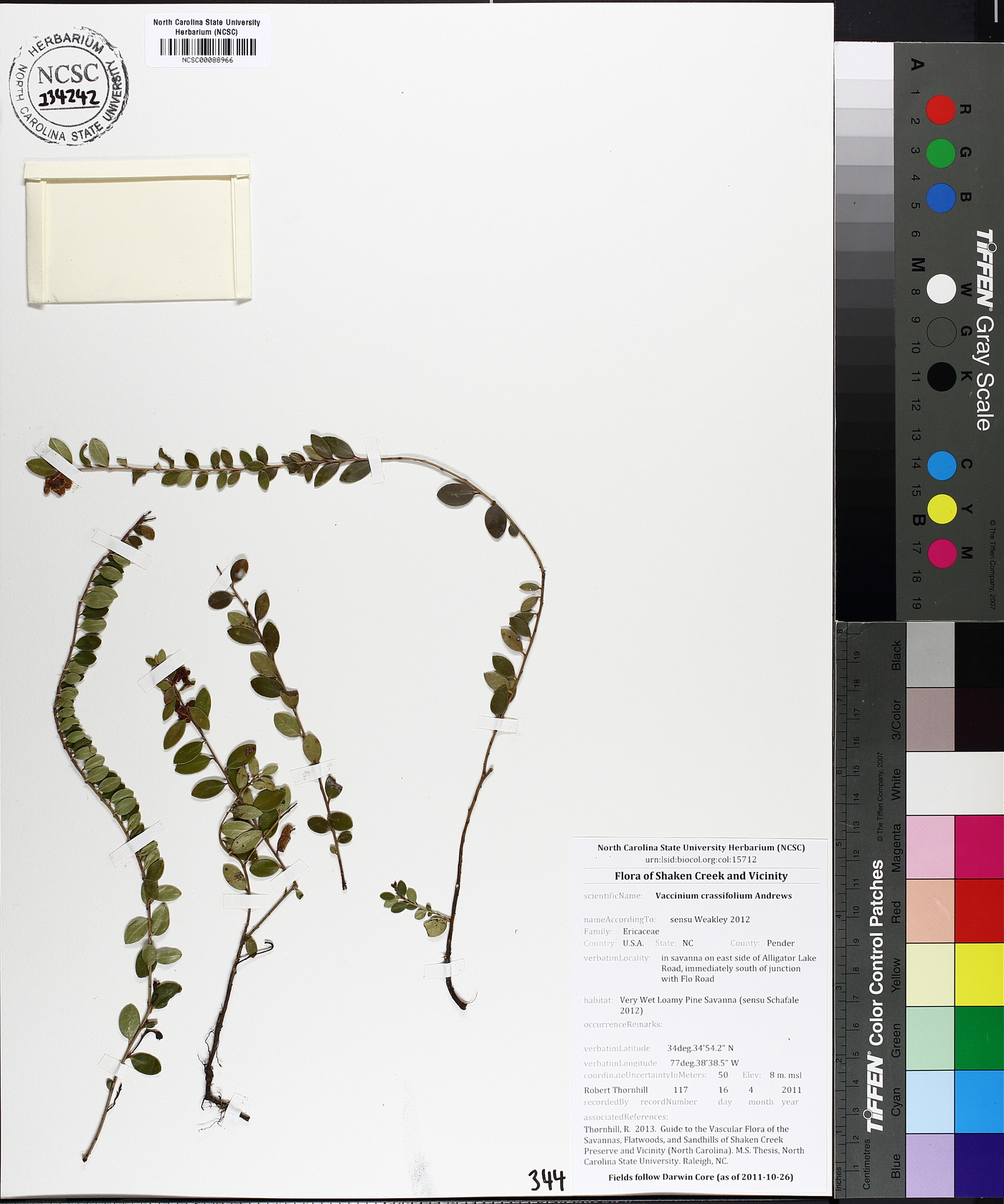 Vaccinium crassifolium image