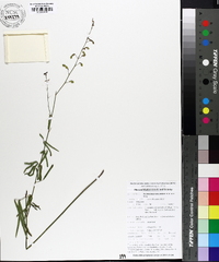 Desmodium tenuifolium image