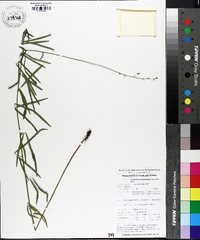 Desmodium tenuifolium image