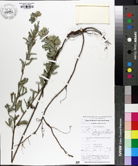 Lespedeza capitata image