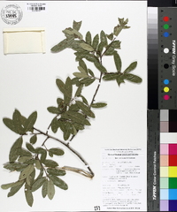 Quercus incana image