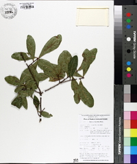 Quercus laurifolia image