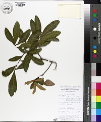 Quercus laurifolia image