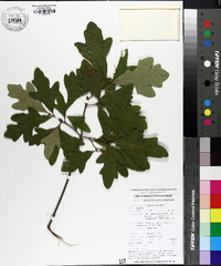 Quercus margarettae image