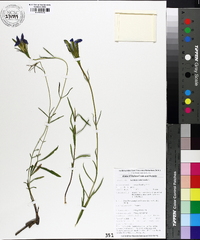 Gentiana autumnalis image