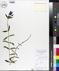 Gentiana saponaria image