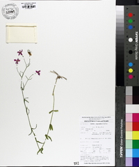 Sabatia campanulata image