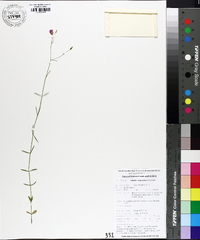 Sabatia campanulata image