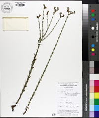 Hypericum setosum image