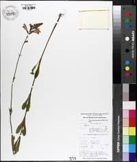 Physostegia purpurea image