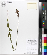 Physostegia purpurea image