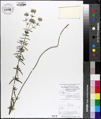 Pycnanthemum flexuosum image