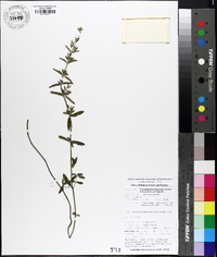 Pycnanthemum flexuosum image