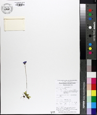 Pinguicula pumila image