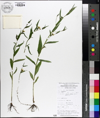Ludwigia decurrens image