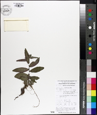 Ludwigia maritima image