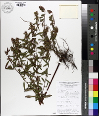 Ludwigia pilosa image