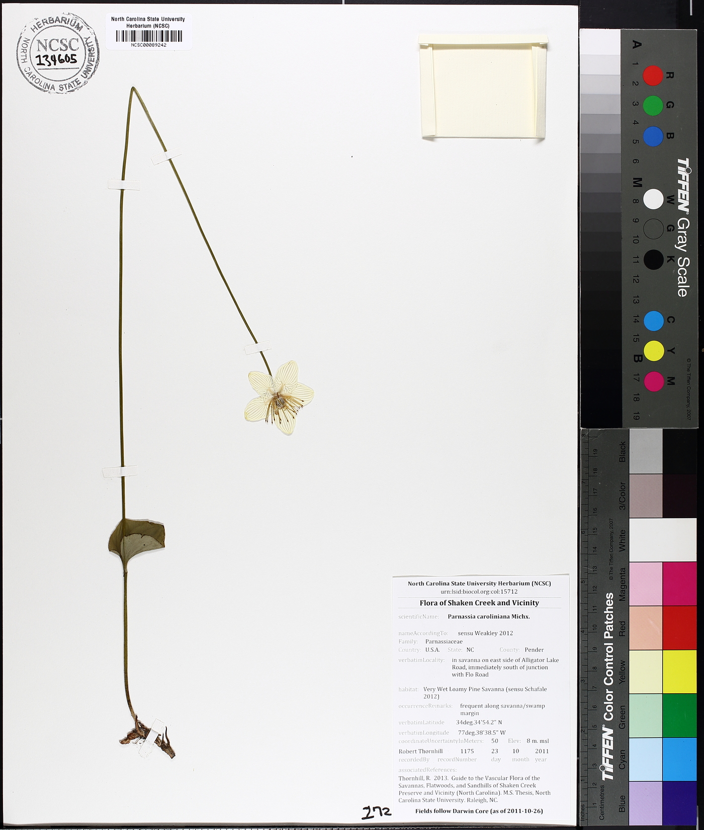 Parnassia caroliniana image