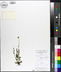 Polygala lutea image