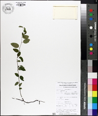 Berchemia scandens image