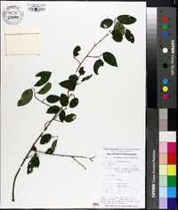 Berchemia scandens image